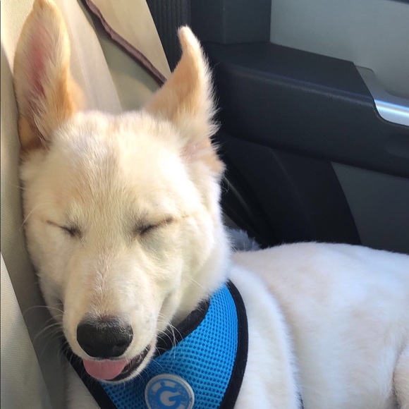 Meet Lukka ! - Picture 2 of 7